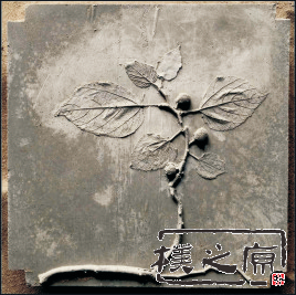 午夜黄色视频免费观看植物化石板